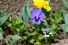 Close Up Of Two Delicate Blue Pansy Flowers In Full Bloom In A Sunny Spring Garden, Beautiful Outdoor Floral Background