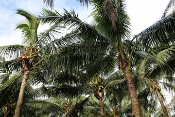 palm tree with coconuts