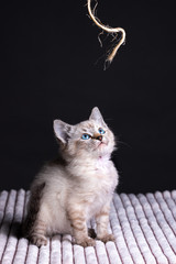 Wall Mural - Beautiful striped grey kitten with blue eyes playing with piece of rope