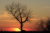 Fototapeta Sawanna - Kansas colorful Sunset with clouds and a tree silhouette out in the country.