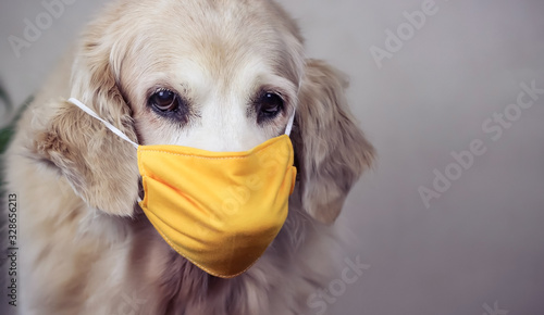 Download Annoyed Golden Retriever Dog Wearing Yellow Fabric Mask Looking At Camera Protection From Coronavirus Or Covid 19 Concept Buy This Stock Photo And Explore Similar Images At Adobe Stock Adobe Stock PSD Mockup Templates