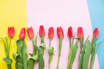  Beautiful red tulips on multicolored paper backgrounds with copy space. Spring, summer, flowers, color concept, women's day