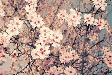  background of almond blossom branches in spring