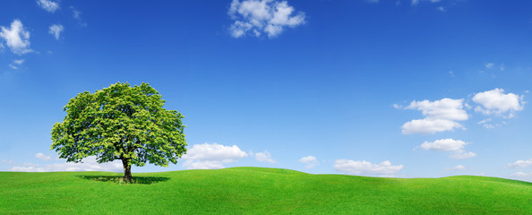 Wall Mural - idyll, panoramic landscape, lonely tree among green fields