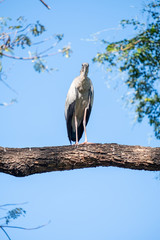 bird on big tree brunch in blurred background