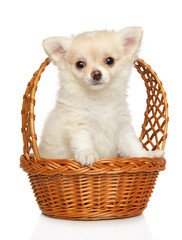 Poster - Chihuahua puppy sits in wicker basket