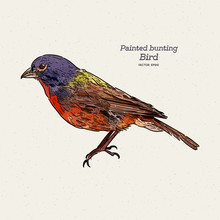 The Painted Bunting (Passerina Ciris) Is A Species Of Bird . Hand Draw Sketch Vector.