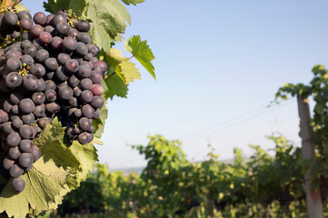 Wall Mural - View of beautiful vineyards in Republic of Moldova.