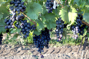 Wall Mural - View of beautiful vineyards in Republic of Moldova.