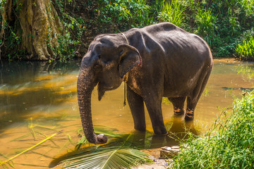 Wall Mural - View at the Asian Elephant (Elephas maximus) in Sri Lanka