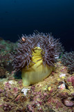 Fototapeta  - Underwater Corals