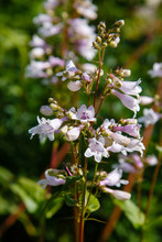 Penstemon Digitalis (known By The Common Names Foxglove Beard-tongue, Foxglove Beardtongue, Talus Slope Penstemon, And White Beardtongue) Is A Species Of Flowering Plant In The Plantain Family