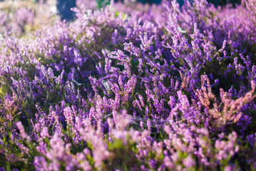 Wall Mural - Forest floor of blooming heather flowers in a morning haze, spider silk and dew drops close-up. Latvia