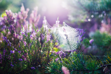 Wall Mural - Forest floor of blooming heather flowers in a morning haze, spider silk and dew drops close-up. Latvia