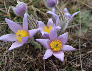 Purple greater pasque flowers Pulsatilla, growing in dry grass and moss, close up detail.It is the most beautiful spring flower.Soft focus.