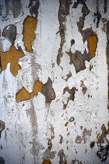 Wall Mural - Rough Wutong tree bark pattern