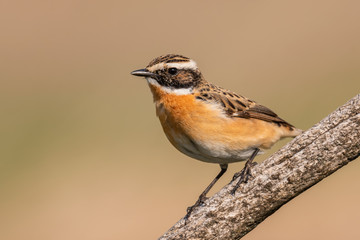 Whinchat - Saxicola rubetra, beautiful colored perching bird from European meadows and grasslands, Hortobagy, Hungary.