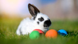 Fototapeta Zwierzęta - A funny little rabbit is sitting on the lawn next to lay dyed Easter eggs. Holiday traditions
