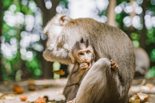 Funny Baby Monkey And His Mom Are Eating Fruit. Baby Monkey Hiding Behind His Mom. The Monkey Holds On To His Mother With A Small Paw. Relationships Of Monkeys In A Group.