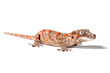Gargoyle gecko isolated on white background