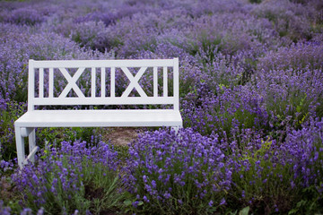 White wooden bench at lavender field.