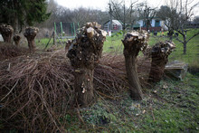 Some Small Willow Trees Were Cut Down In Spring And The Cutting Is Next To Them