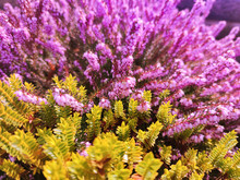 Blooming Wild Purple Common Heather (Calluna Vulgaris). Blooming Wild Pink Violet Heather Flowers In Forest At Autumn Day. Landscape Plant Heather,Nature, Floral, Flowers Background