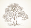 © Marina - Tall oak in winter. Vector drawing