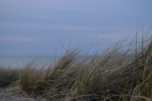 Grass On The Beach