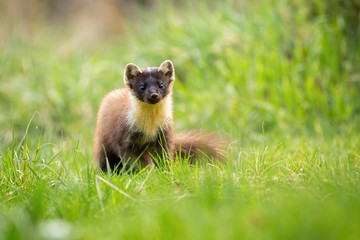 Wall Mural - cute pine marten, martes martes, from front view looking to camera on a green meadow in summer. smal