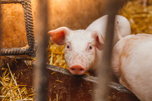 Young Pigs And Piglets In Barn Livestock Farm