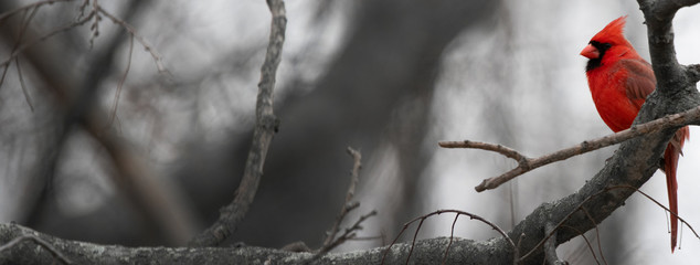 A bright red Cardinal bird is perched on a branch of a bare tree due to winter.