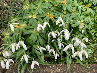 Wall Mural - Some blooming snowdrops with white blossoms in the garden in march to the end of winter