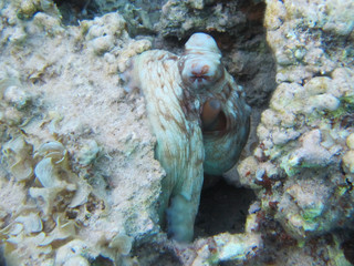 Close-up octopus hiding and immitating coral reef