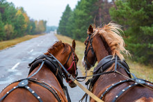 View From Wagon Of Two Horses In Rig