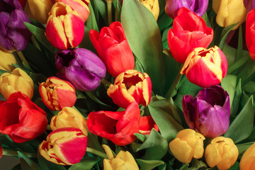  A colourful bouquet of tulips, top view