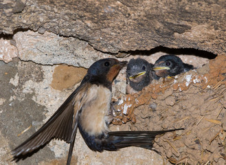 Wall Mural - Barn swallow nest