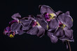 Violet orchid flower on black background close up..