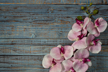 Pink white orchid flower on blue wooden background ..