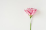 Beautiful pink eustoma flower(lisianthus) in full bloom.  Bouquet of flowers on a white background.