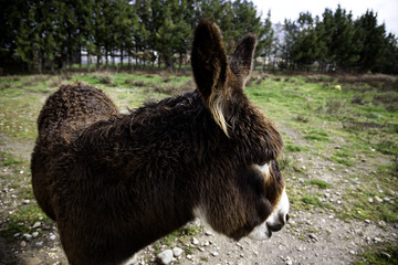 Donkeys on farm