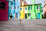 Fototapeta Uliczki - funny dog on the background of colored buildings, houses. Jack Russell Terrier in the city. Traveling with a pet.