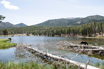 Springtime in the Rockies with two moose drinking from a lake. In the background is a pine forest and distant blue green mountains