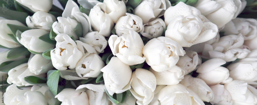 White tulips on the grey background, close-up. Banner. - obrazy, fototapety, plakaty 