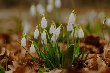 growing snowdrops in spring in park