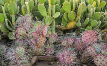 A Group Of Succulent Plants Of Opuntia Cacti In The Phoenix Botanical Garden, Arizona, USA