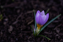 Single Purple Crocus Flower Growing In The Ground. Close Up Of This Dainty Purple Flower. 