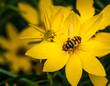 © cwieders - Hover fly inside a yellow flower