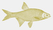 Golden shiner notemigonus crysoleucas, freshwater fish from Eastern North America in side view
