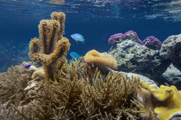 Wall Mural - coral reef scenery